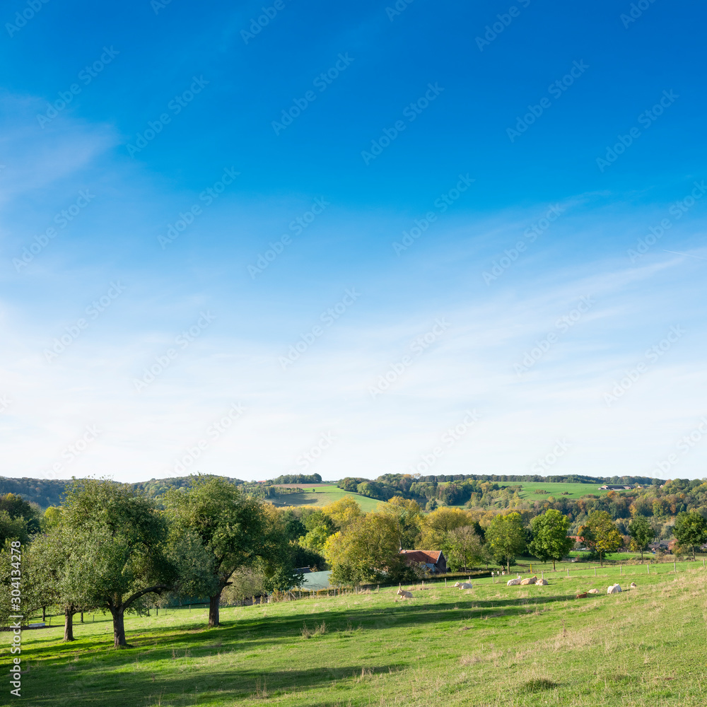 Naklejka premium landscape of south limburg with white cows and trees on sunny day in the fall