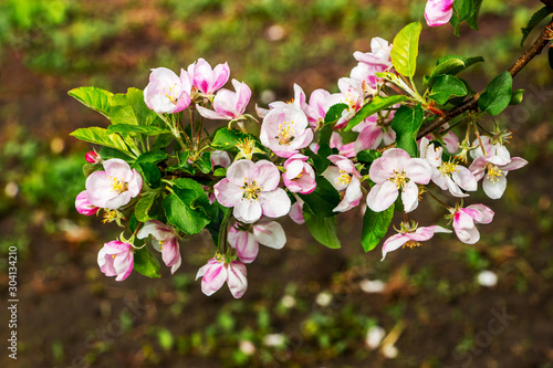 Branch of apple trees with abundant color on the background of soil in the garden_