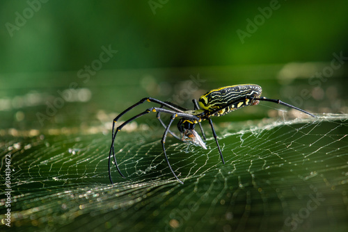 Giant Wood Spider