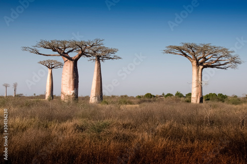 Beautiful Madagascar Baobab. Madagascar. Africa
