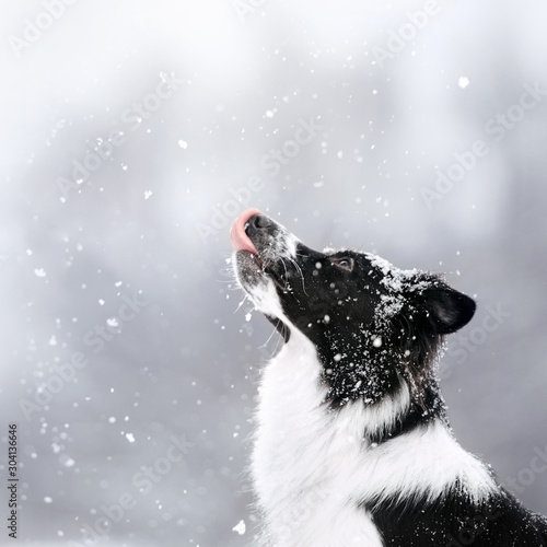 black border collie dog posing outdoors in winter