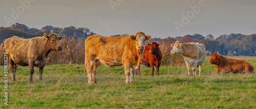 Cattle Grazing on marshland