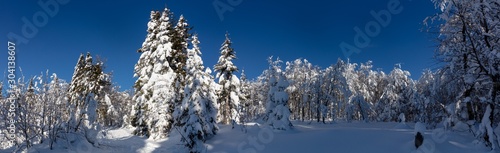 Bavarian Forrest National Park winter landscape