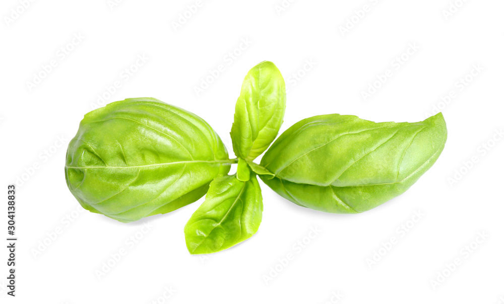 Fresh green basil leaves isolated on white Fresh green basil leaves isolated on white