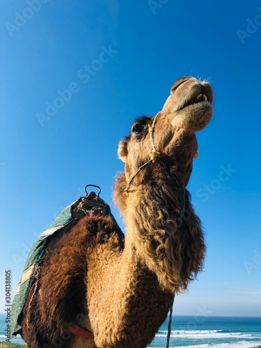 up close camel face with blue sky and ocean
