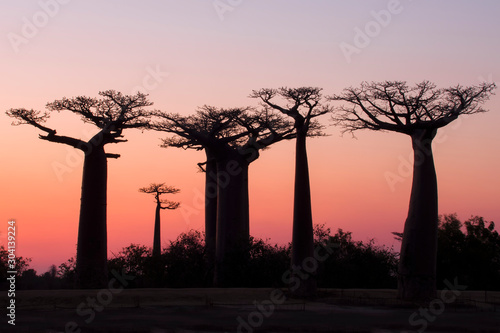 Beautiful sunset Baobab Alley. Madagascar. Africa