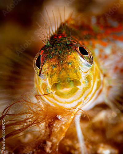 Wallpaper Mural Rusty Goby portrait. Torontodigital.ca