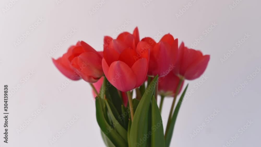Timelapse of red tulips bouquet over white background. Timelapse of red tulips bouquet over white background.