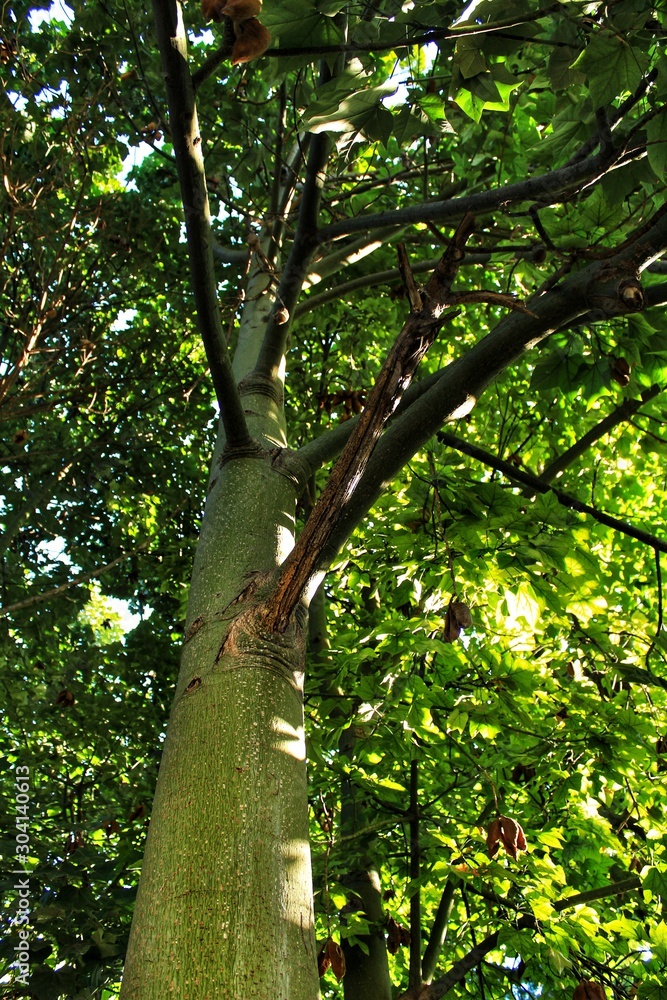 Colossal and Majestic trees in the forest Colossal and Majestic trees in the forest