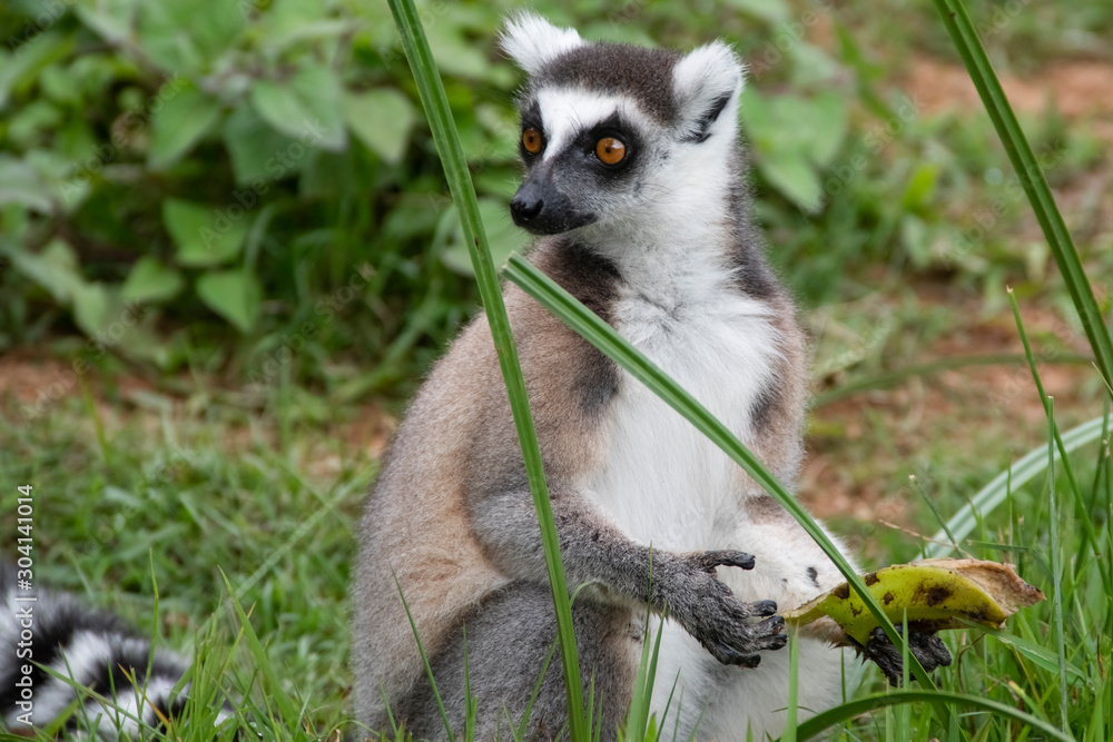 Obraz premium Ring tailed lemur. Madagascar. Africa