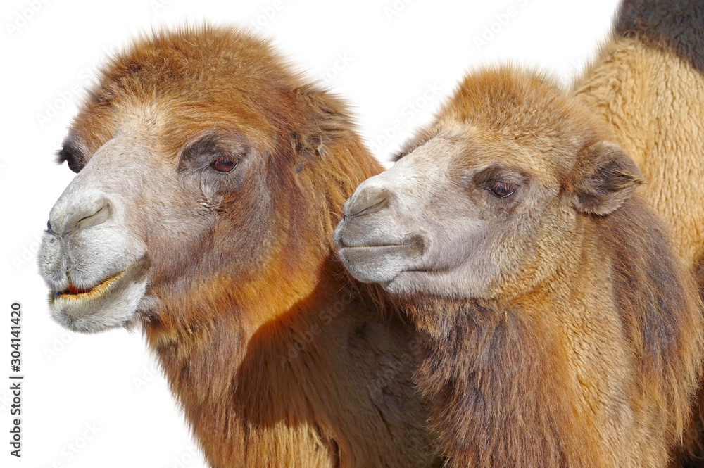 Fototapeta premium portrait of the big beautiful camels on white