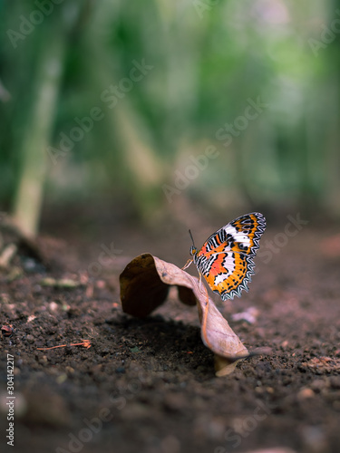 butterfly on leaf