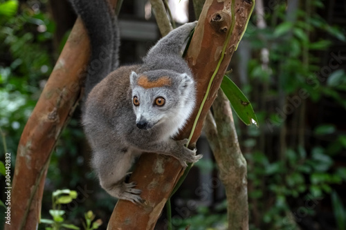 Portrait Crowned Lemur. Madagascar. Africa