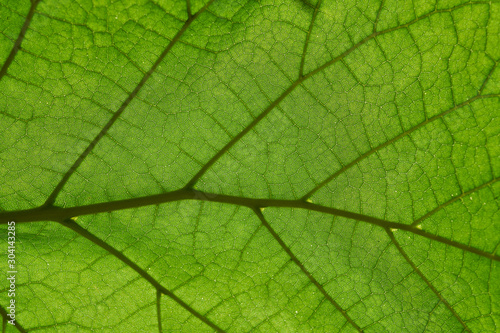 Macro shot of green leaf background texture, macro
