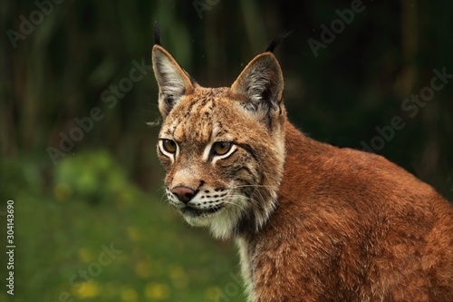 The Eurasian lynx (Lynx lynx) staying in front of the forest.
