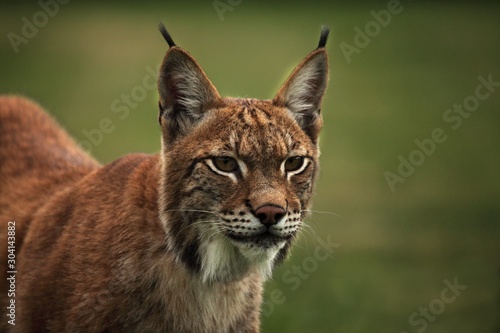 The Eurasian lynx (Lynx lynx) staying in front of the forest.