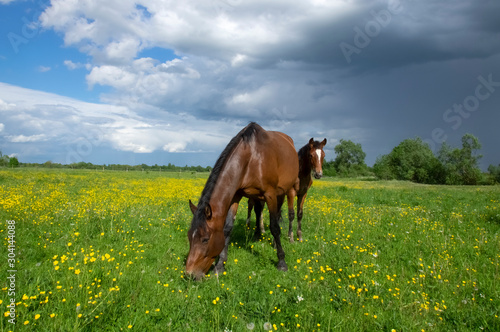 Horse pasture. Klintsevo village. Russia © Vladislav