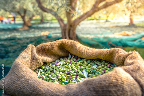 Harvested fresh olives in sacks in a field in Crete, Greece for olive oil production, using green nets.