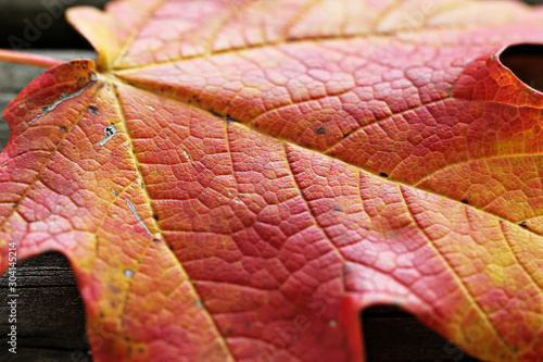 Autumn Maple Leaf