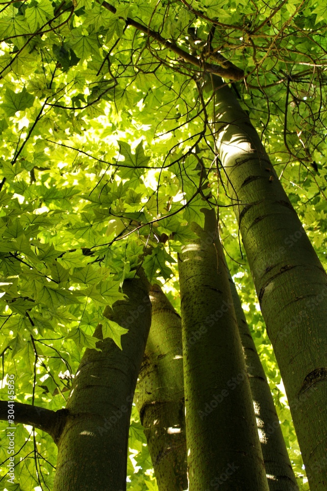 Fototapeta premium Colossal and Majestic trees in the forest