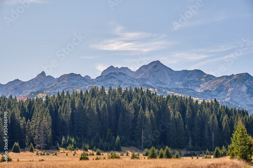 View of the spruce forest against the backdrop of the mountains