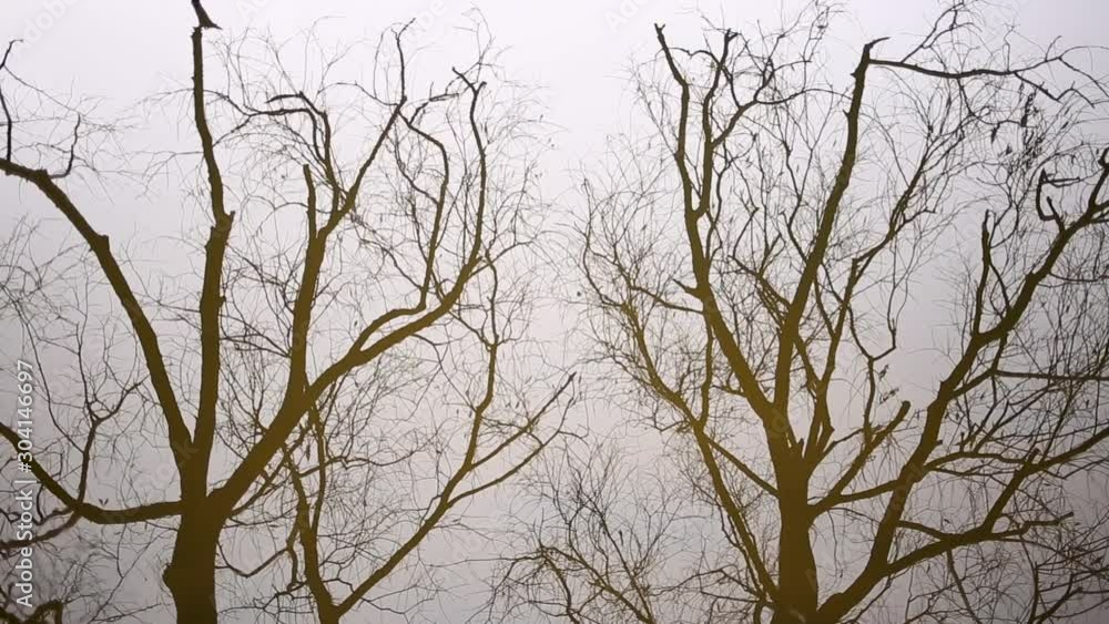 Reflections of bare branches of autumn trees in smooth surface of river water. Abstract natural video background. Real time full hd footage. Reflections of bare branches of autumn trees in smooth surface of river water. Abstract natural video background. Real time full hd footage.