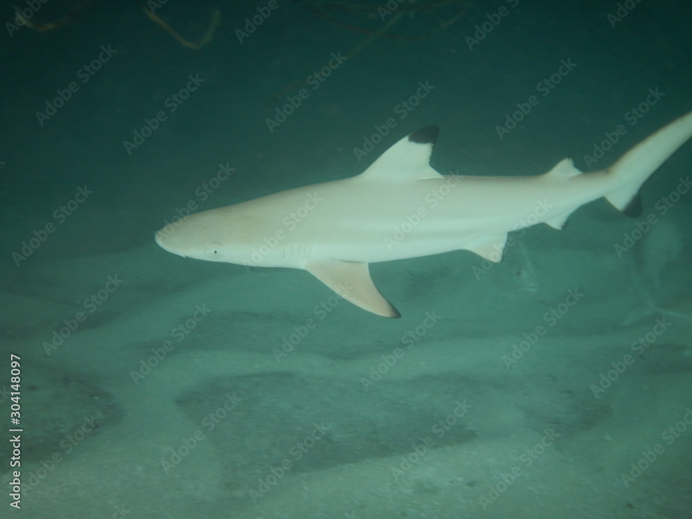 Fototapeta premium Hai