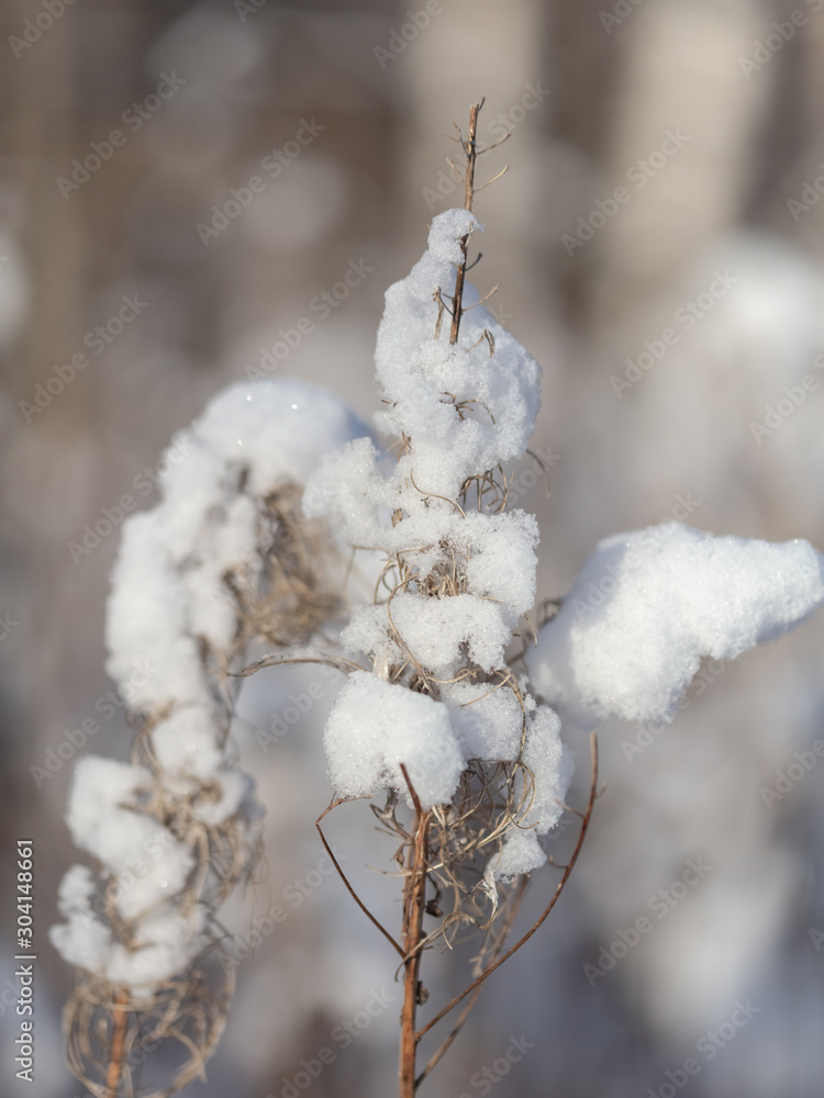Snow hat, grass under snow, winter mood, winter nature, grass in the snow Snow hat, grass under snow, winter mood, winter nature, grass in the snow