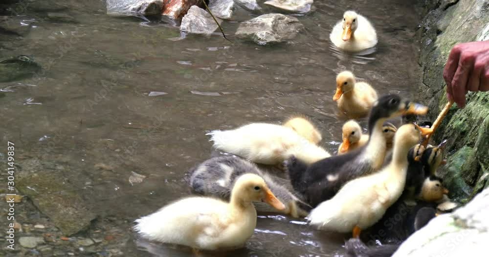 Man feeds the ducks with his hand around the lake in summer. Close-up.