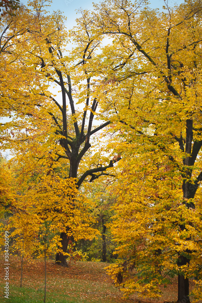 Fototapeta premium Beautiful fall landscape with yellow trees and leaves. Colorful autumn foliage with falling leaves.