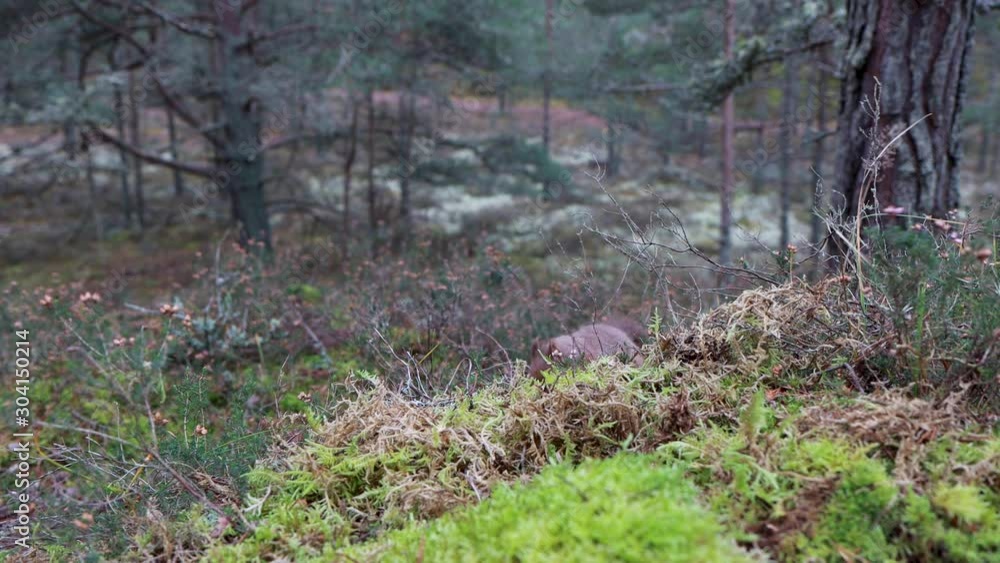 red squirrel, Sciurus vulgaris, close up with wide background while looking and standing upon moss in a pine forest in Scotland during November/winter.