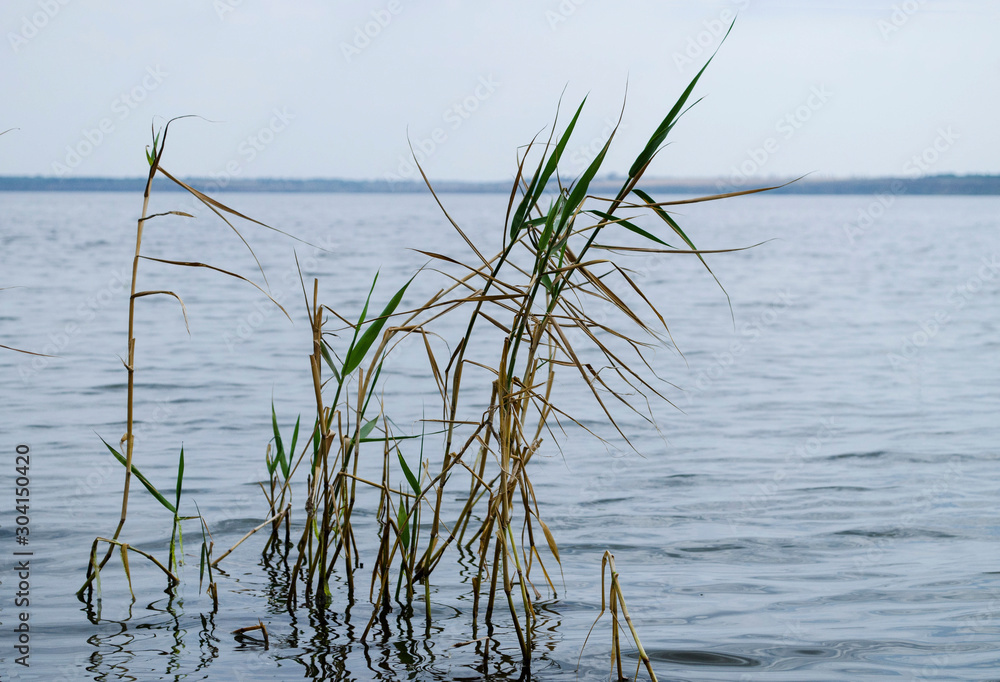 Reeds on the estuary. Reeds on the estuary.