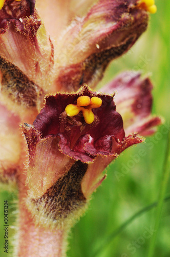 Orobanche cf latisquama broomrape parasitic plant with dark red flowers and deep yellow stamens