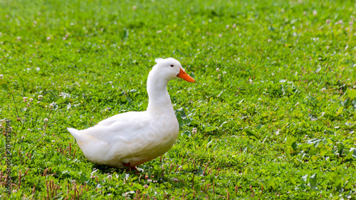 white duck walking on a grassy hill