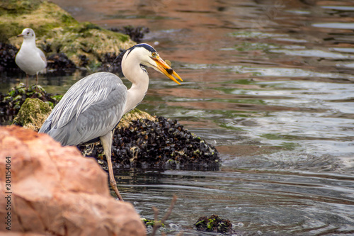 stork eating fish at seaside © Engin