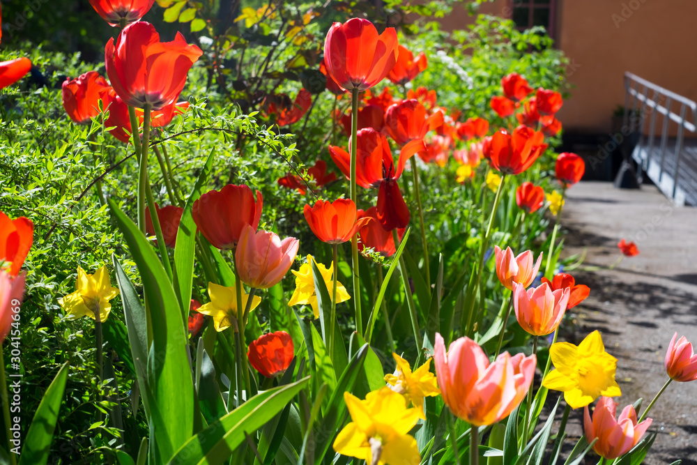 Obraz premium Red and yellow tulips in full bloom springtime. Sunshine and green background.