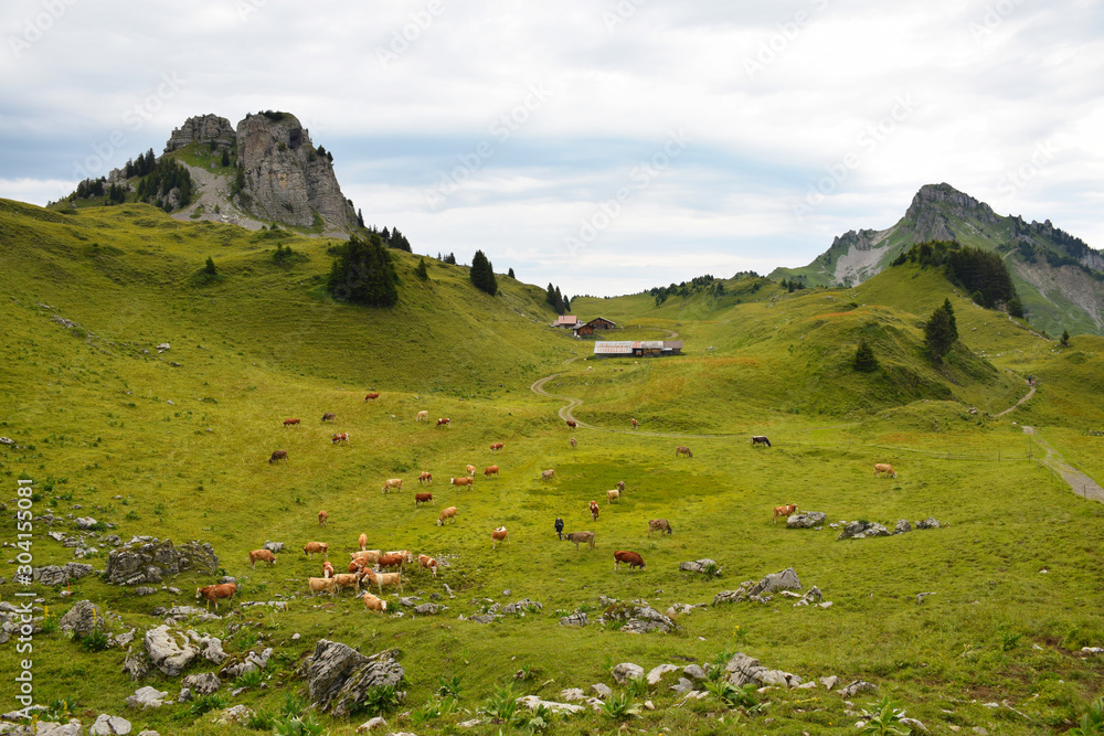 Swiss Valley Filled with Tons of Cows, Swiss Alps