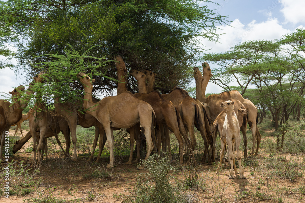 A herd of camels (Camelus dromedarius) on a eating Acacia tree leaves, Kajiado County, Kenya A herd of camels (Camelus dromedarius) on a eating Acacia tree leaves, Kajiado County, Kenya