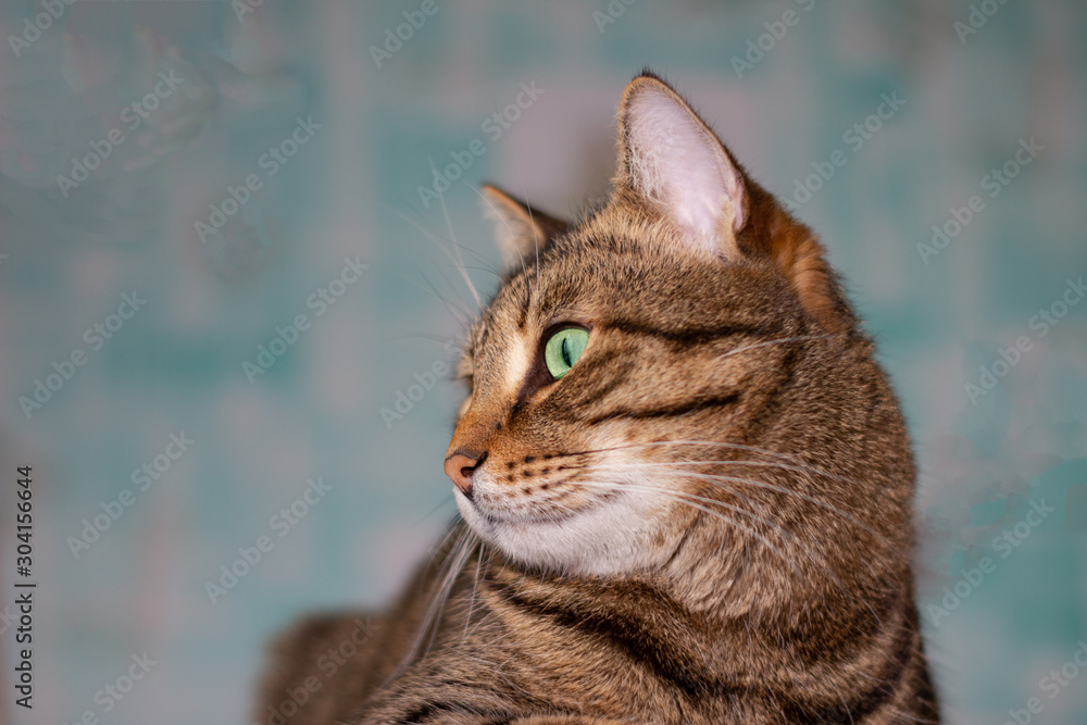 Feline face with green eyes, close-up. European Shorthair cat looks away.
