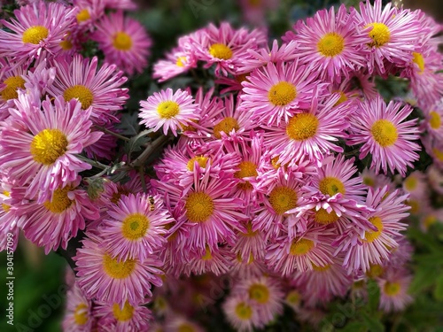 flowers in the garden chrysanthemum pink white beauty petal nature