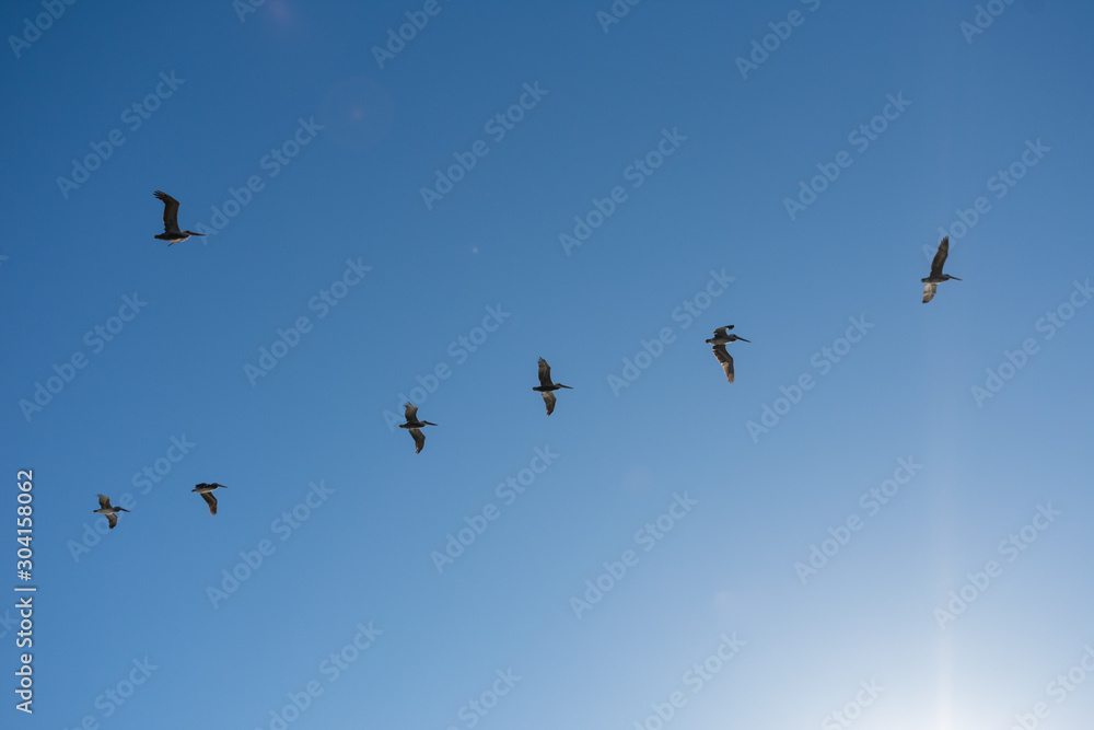 Flying Pelicans