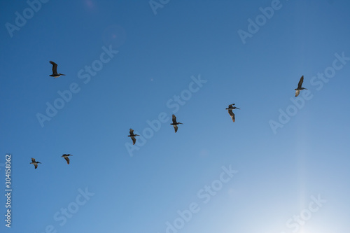 Flying Pelicans