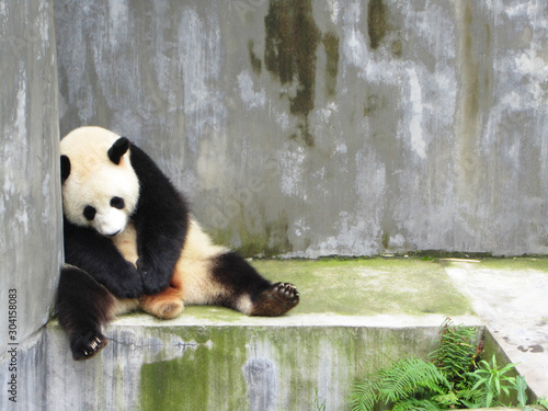 Sad, lonely and sleeping panda bear sitting in a concrete enclosed pen, Chengdu, China