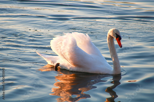 Fototapeta Naklejka Na Ścianę i Meble -  Close-up of a beautiful mute swan on a lake. Sunlight flowing through the wings of a water bird. Waves and wake around the animal.
