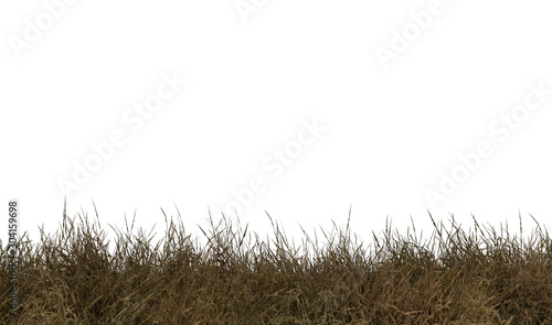 dry grass  isolated on white background,