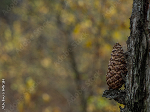 pine cone on a tree branch in the forest with a beautiful blurred background
