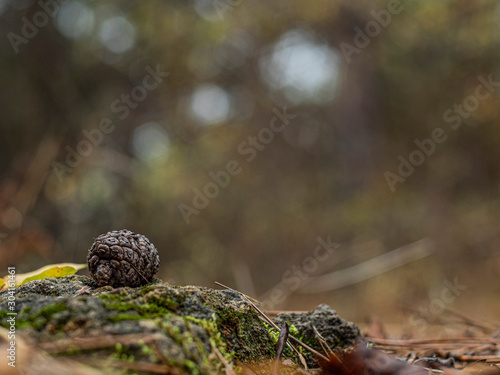 pine cone on a stone covered with moss in the forest with a beautiful blurred background © yavorovich