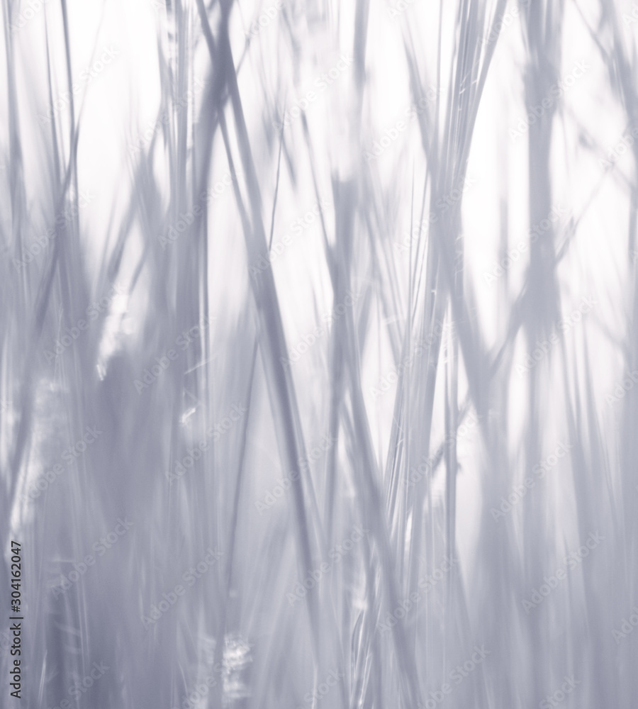 Obraz premium abstract shadow of grass on white background