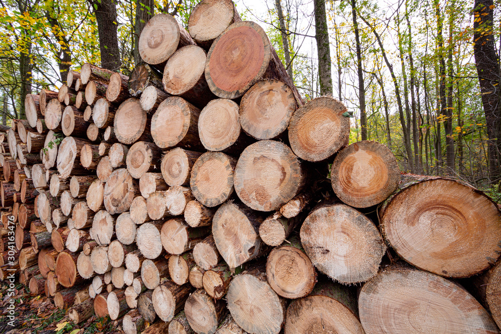 Wood logs from forest stacked on a pile for commerce. Wood logs from forest stacked on a pile for commerce.