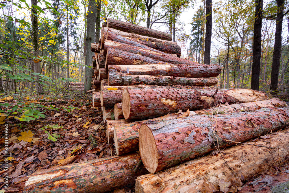 Wood logs from forest stacked on a pile for commerce. Wood logs from forest stacked on a pile for commerce.